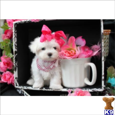 gpupies20 Picture 2